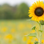 Descubre el significado de regalar girasoles