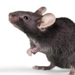 que significa soñar con ratones